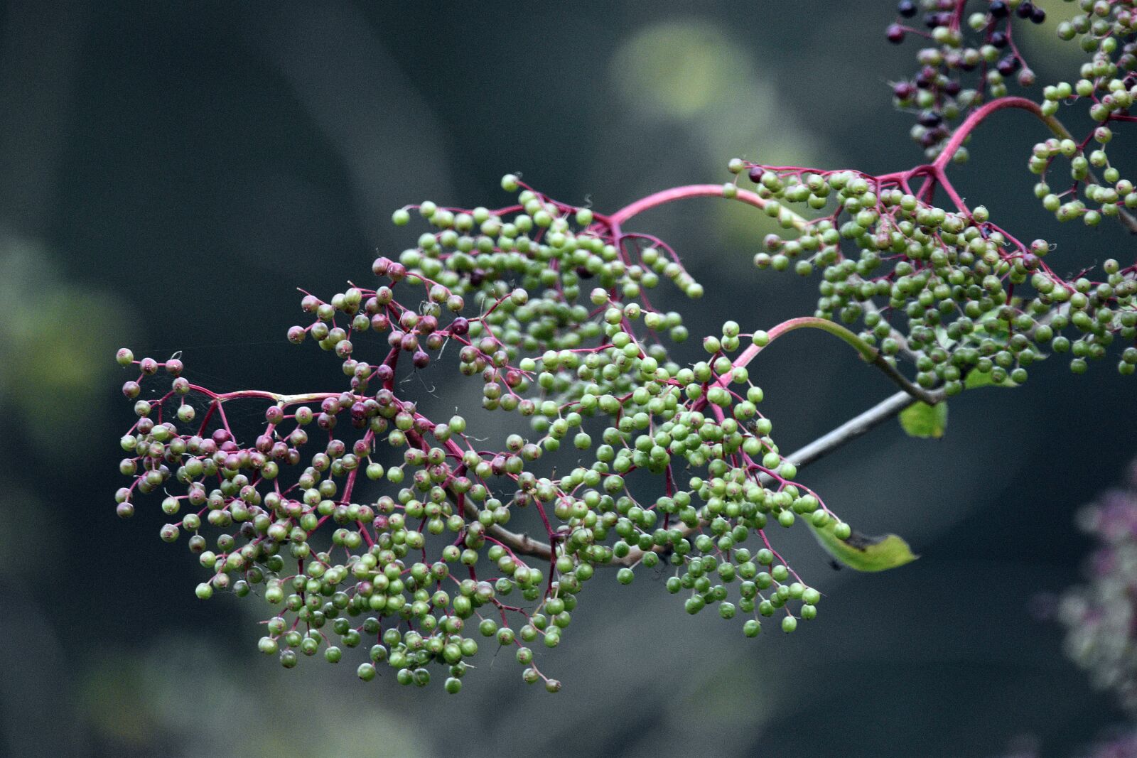 Nikon D3400 sample photo. Tree, bush, black photography