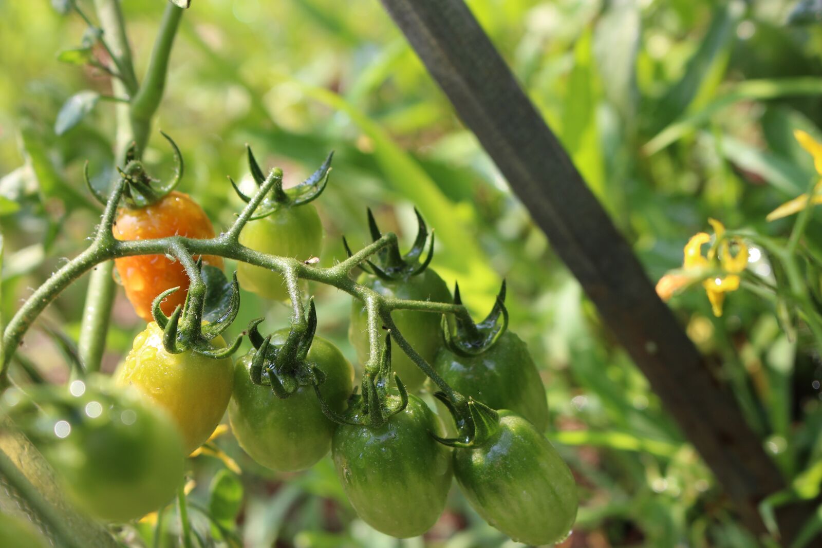 Canon EOS 700D (EOS Rebel T5i / EOS Kiss X7i) sample photo. Tomato, fruit photography