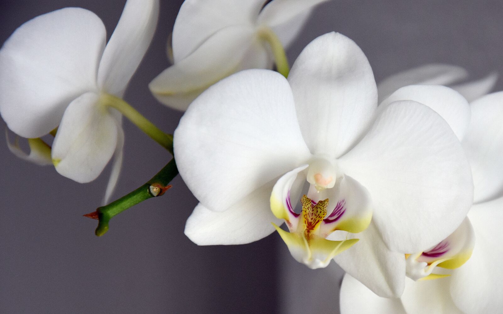 Nikon D7200 sample photo. Flower, the tropical, plant photography
