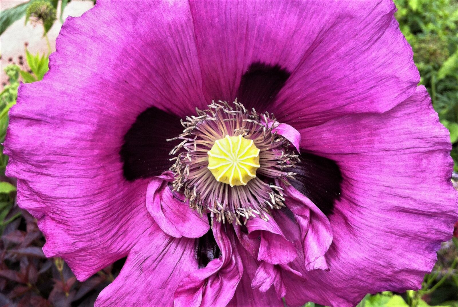 Apple iPhone 4 sample photo. Nature, flower, flora photography