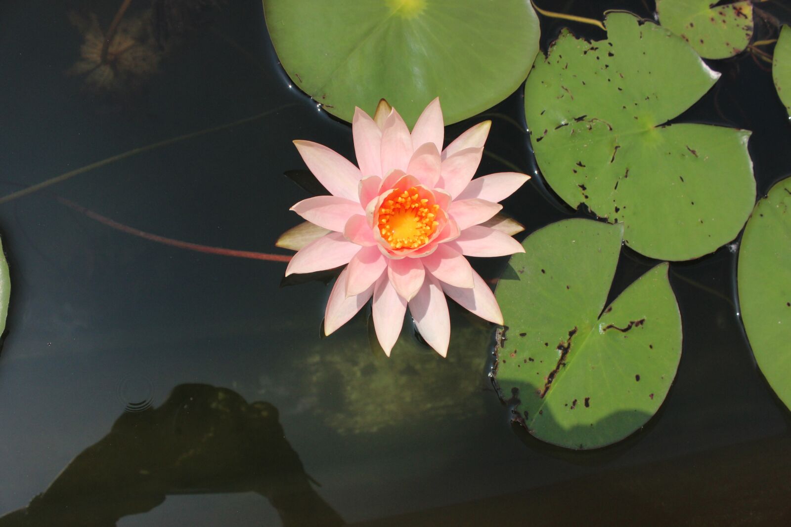 Canon EOS 600D (Rebel EOS T3i / EOS Kiss X5) sample photo. Water lily pink, lotus photography