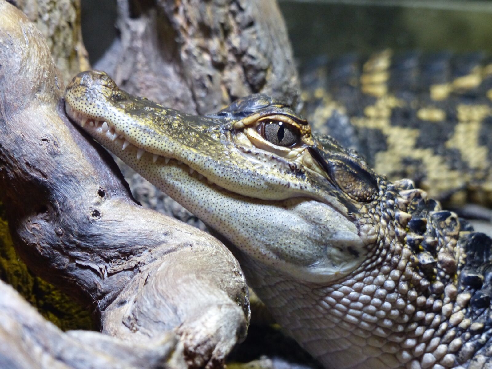 Panasonic Lumix DMC-FZ200 sample photo. Crocodile, head, reptile photography