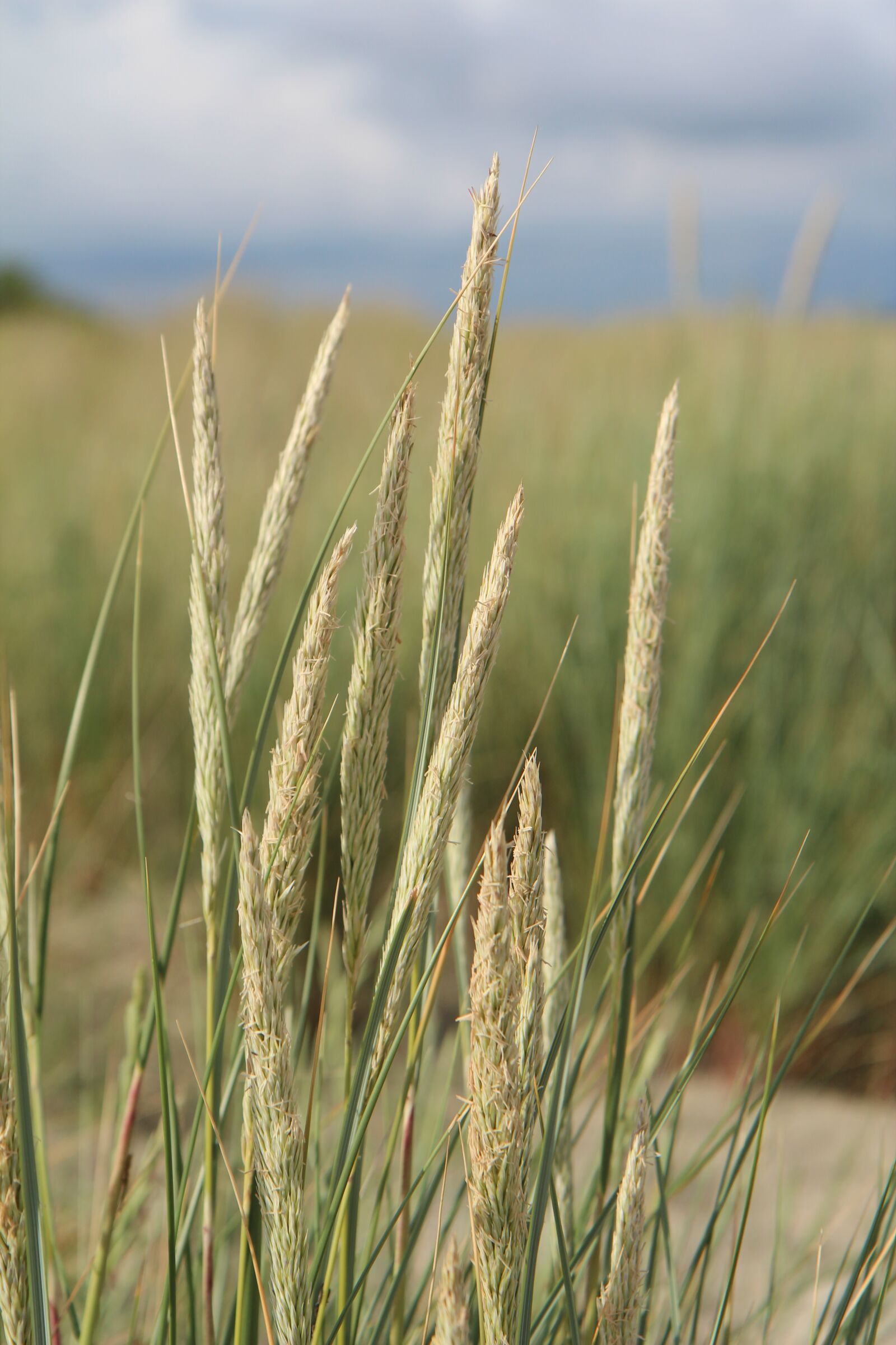 Canon EOS 600D (Rebel EOS T3i / EOS Kiss X5) sample photo. Oyat, dune, sand photography