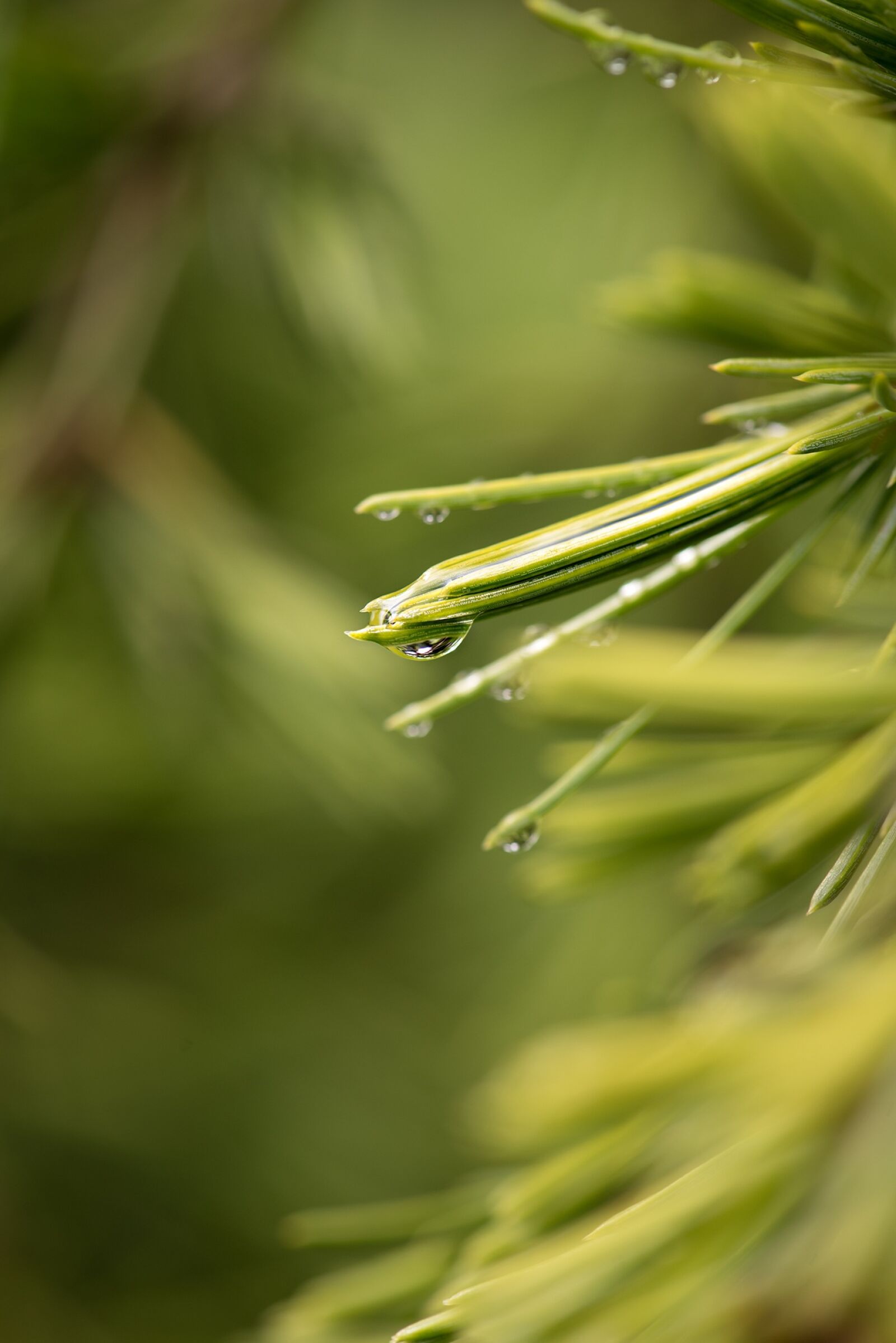 Nikon D750 sample photo. Cedar, needles, leaves photography