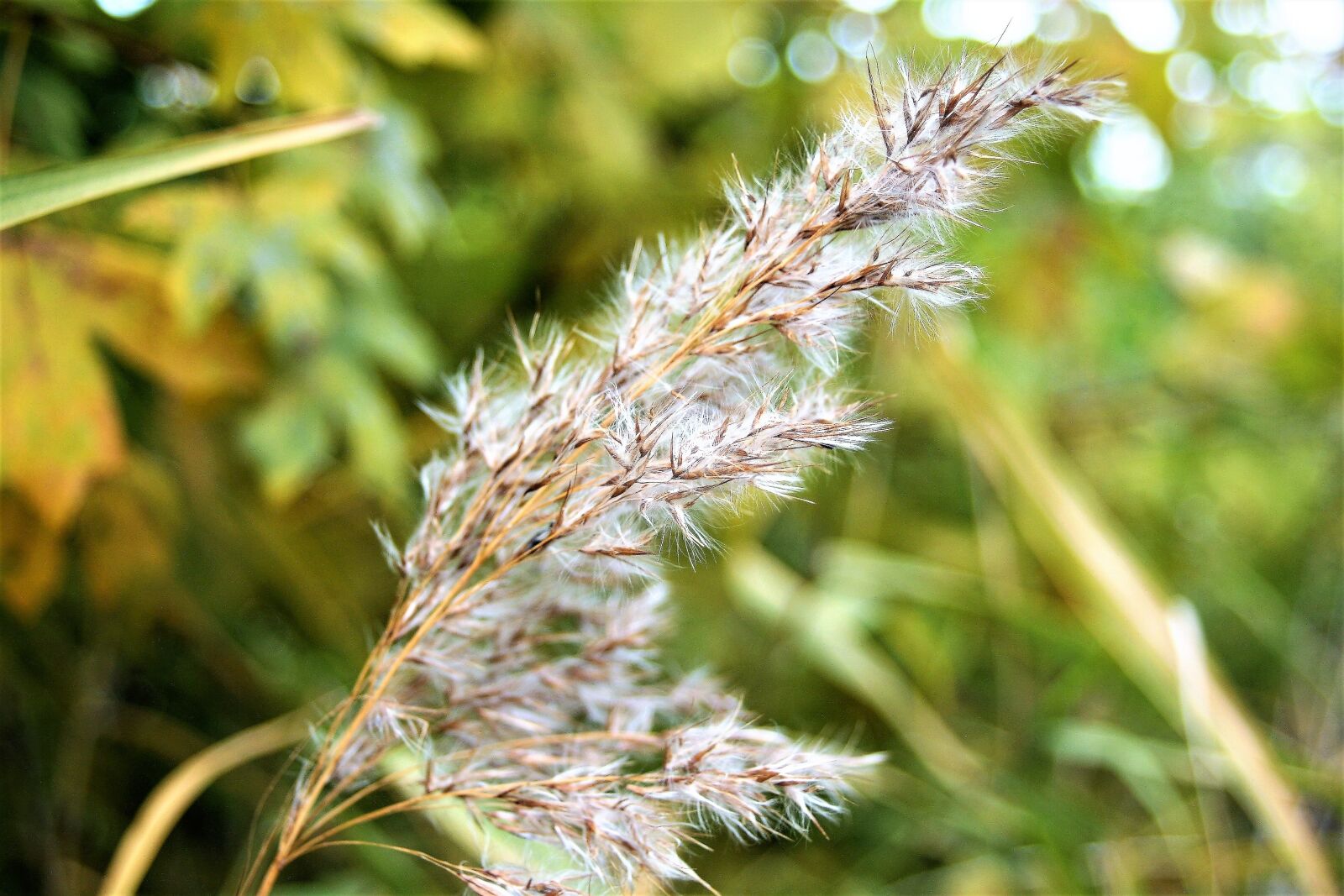 Canon EOS 400D (EOS Digital Rebel XTi / EOS Kiss Digital X) sample photo. Grass, dry, heave photography