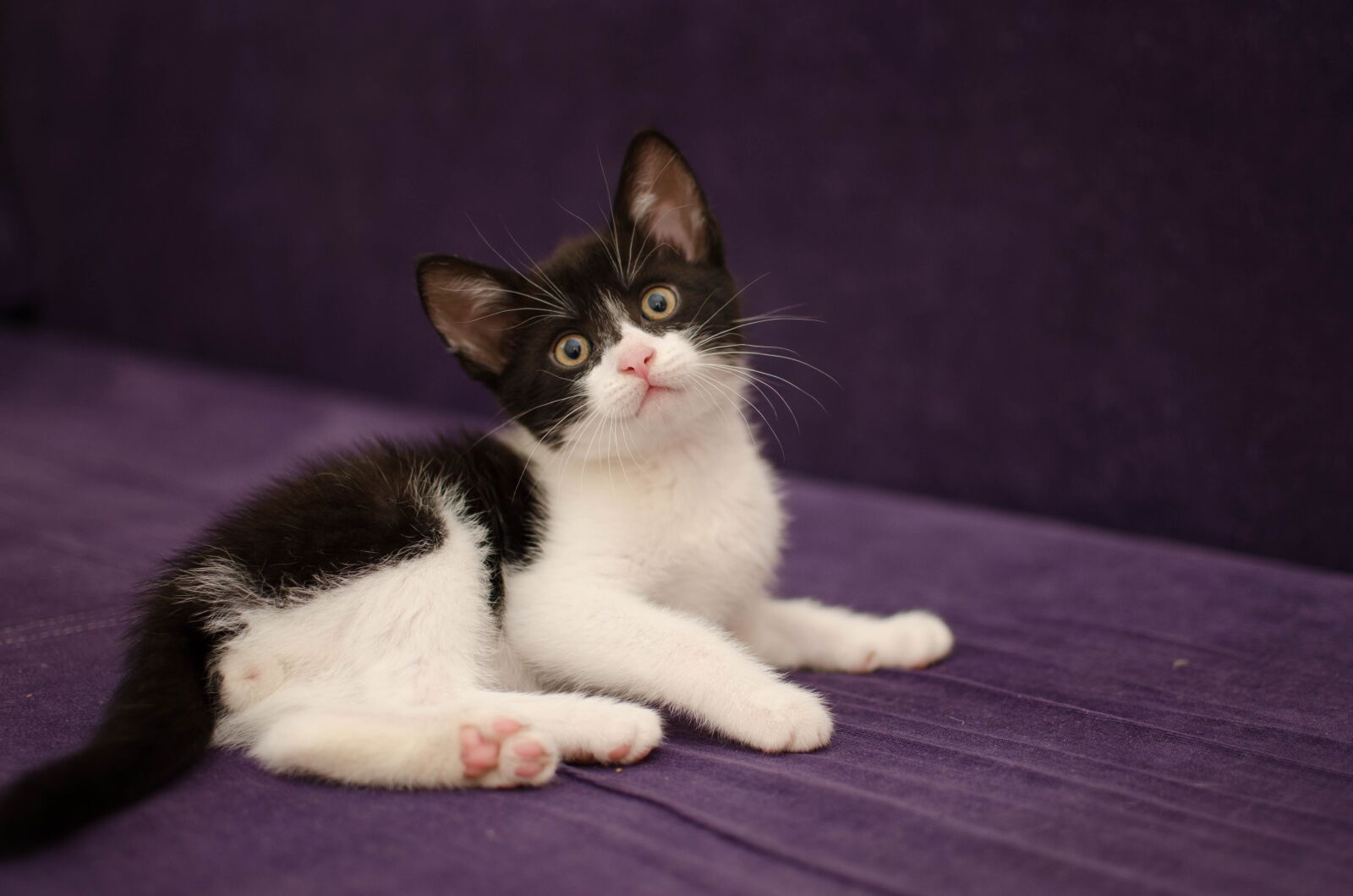Nikon D7000 sample photo. Domestic cat, bought my photography