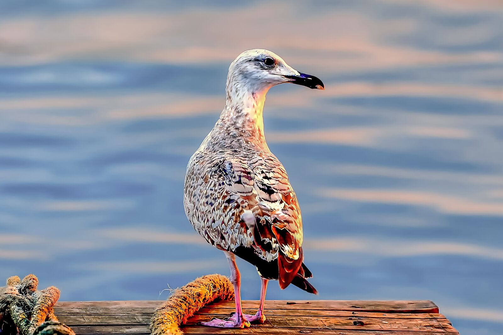 Nikon D700 sample photo. Bird, seagull, animal photography