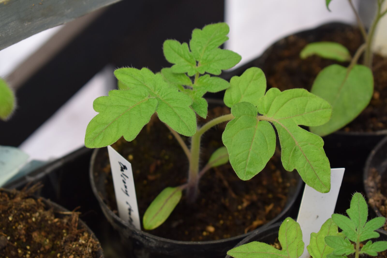 Nikon D3300 sample photo. Tomato, tomatoes, cultivation photography