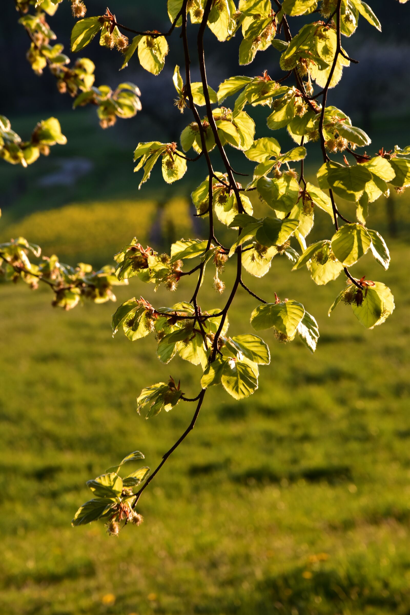 Nikon D5500 sample photo. Backlighting, may green, beech photography