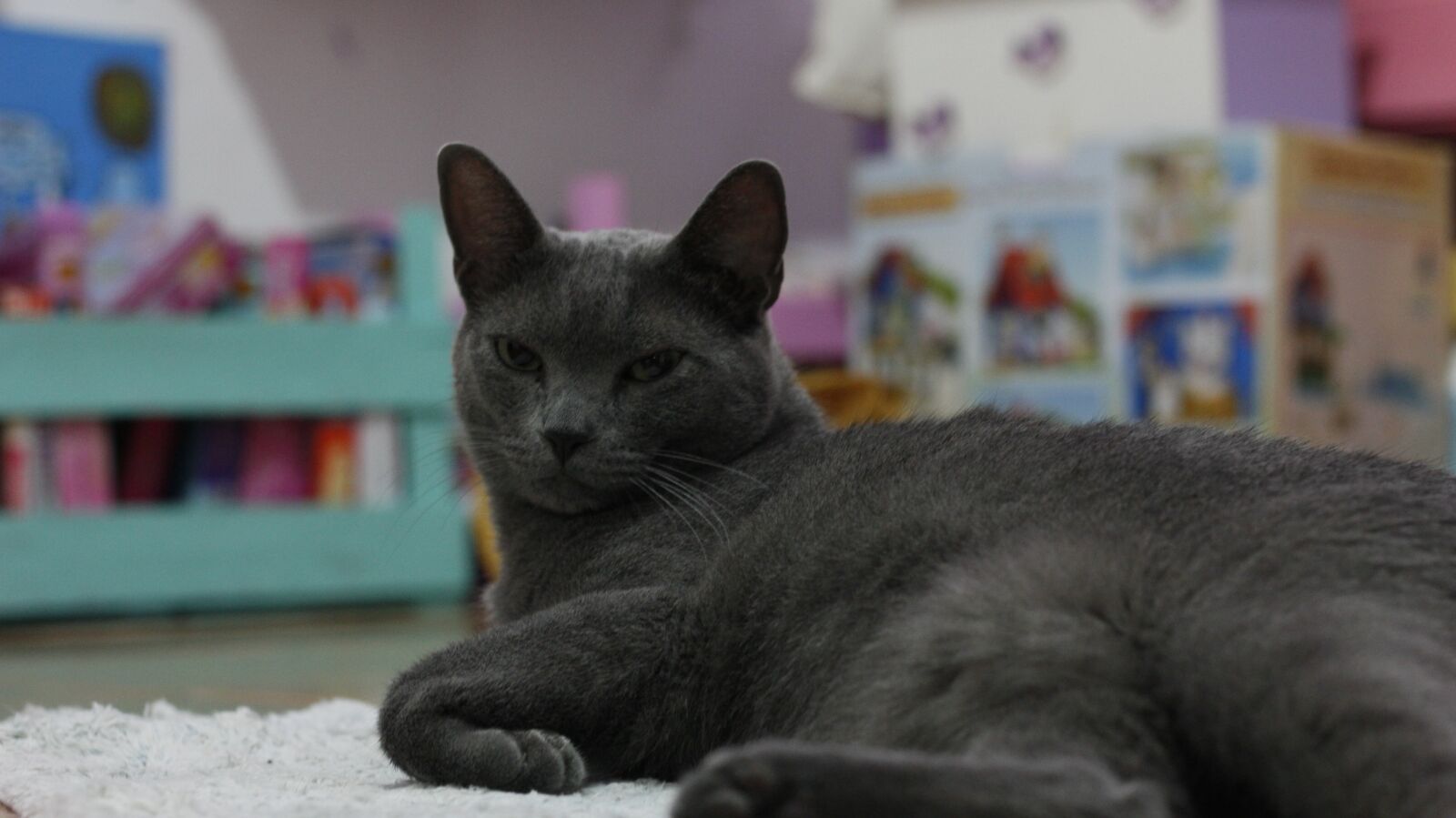 Canon EOS 60D + Canon EF 50mm F1.8 II sample photo. Cat, relaxed, color photography