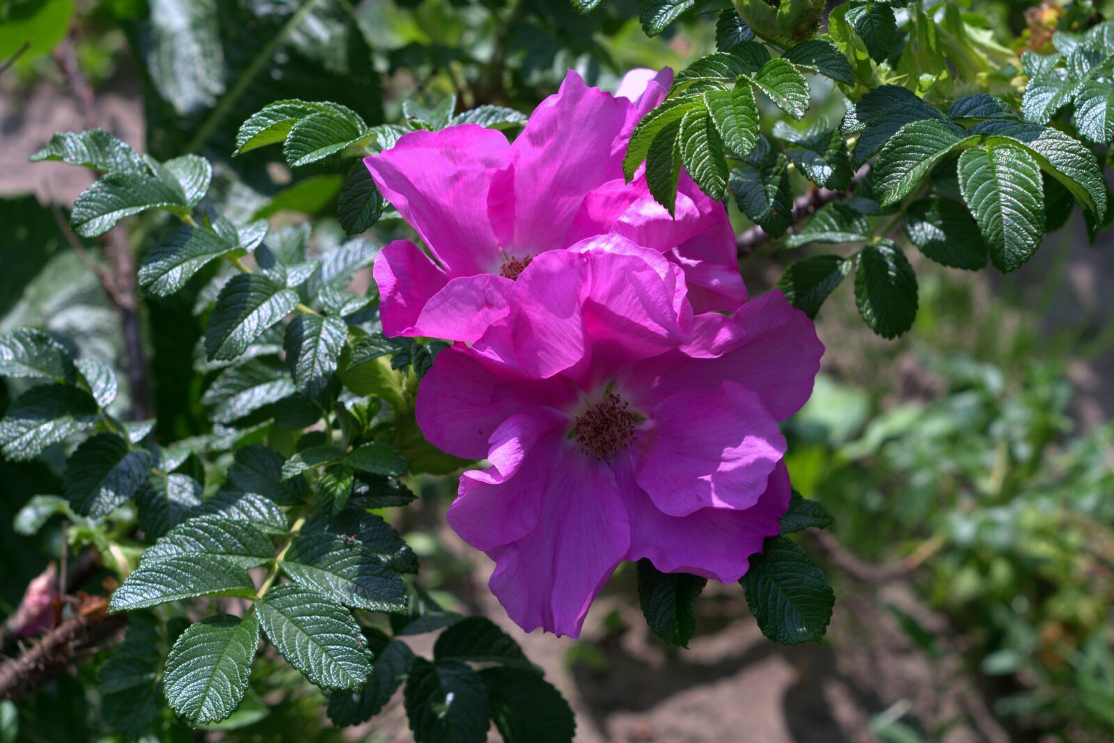 Pentax K-S2 sample photo. Rose, rose flower, wild photography