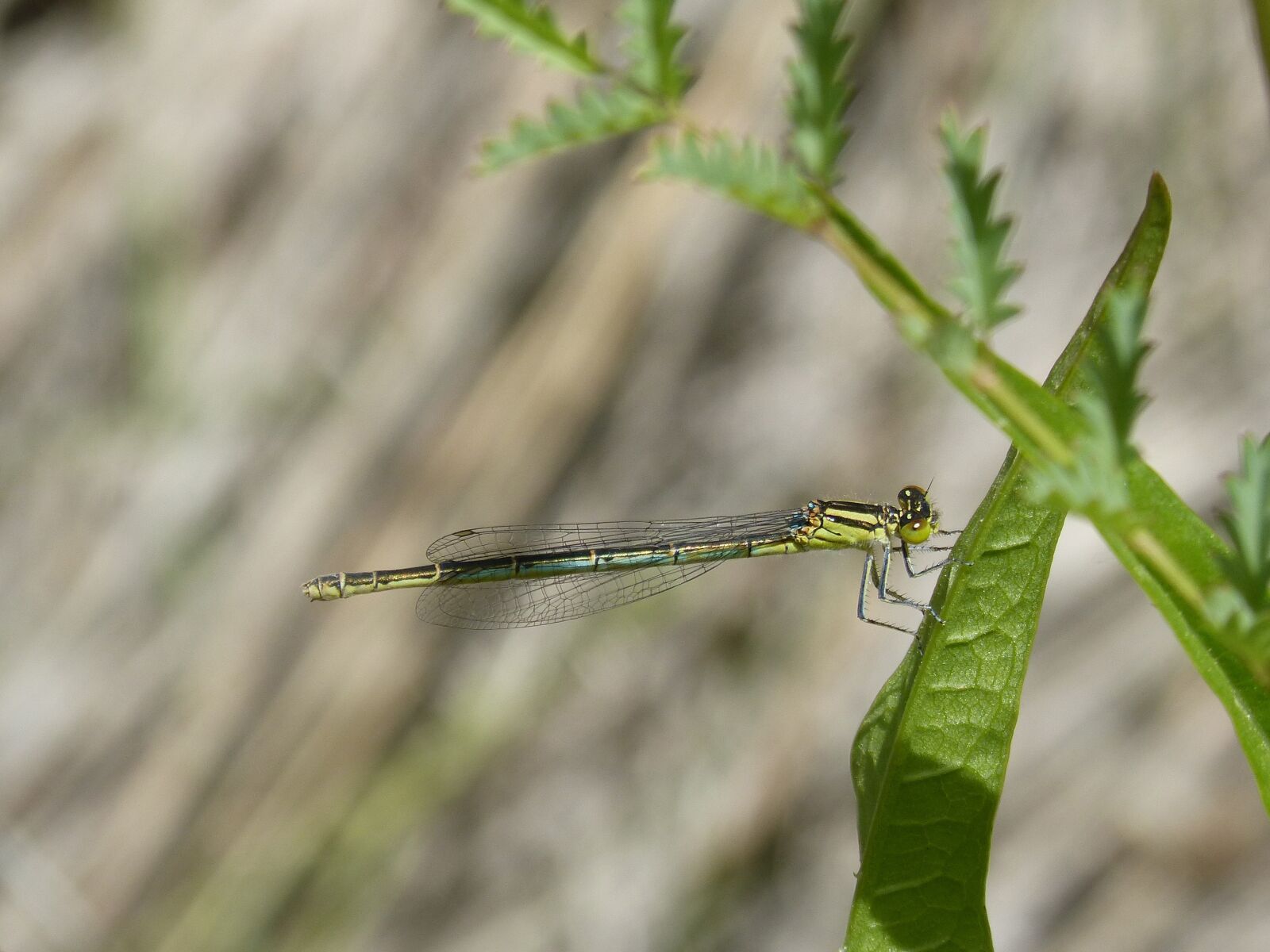 Panasonic DMC-FZ62 sample photo. Dragonfly, damselfly, ischnura pumilio photography