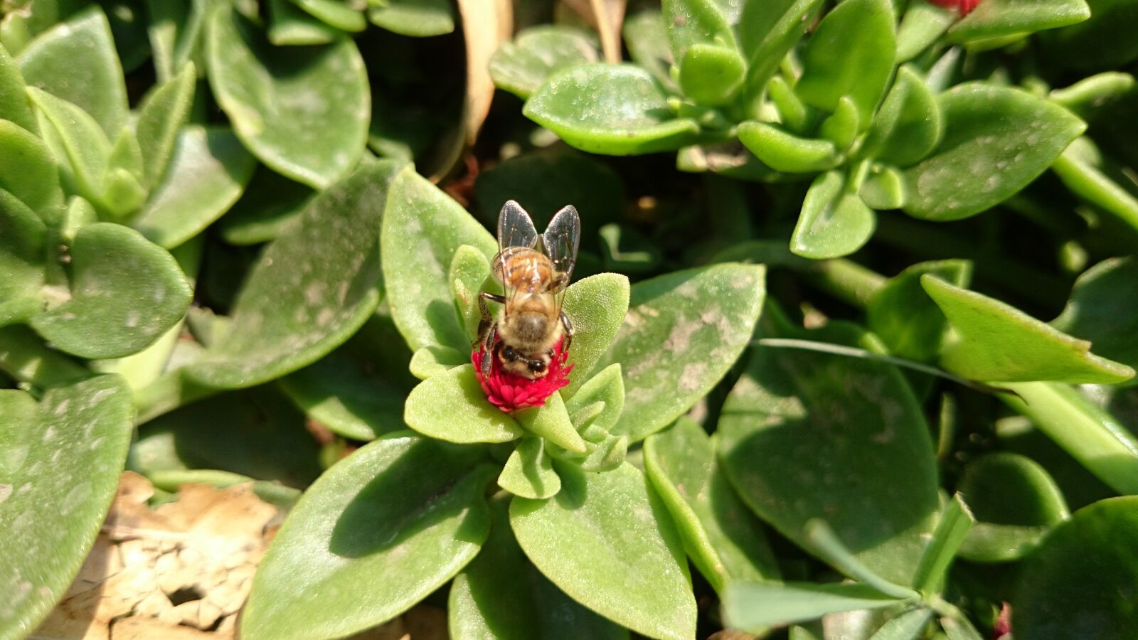 Sony Xperia Z1 sample photo. Bee, nature, beauty photography