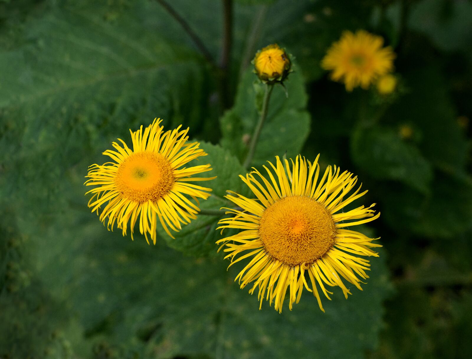 Nikon D7000 sample photo. Flowers, garden, yellow photography