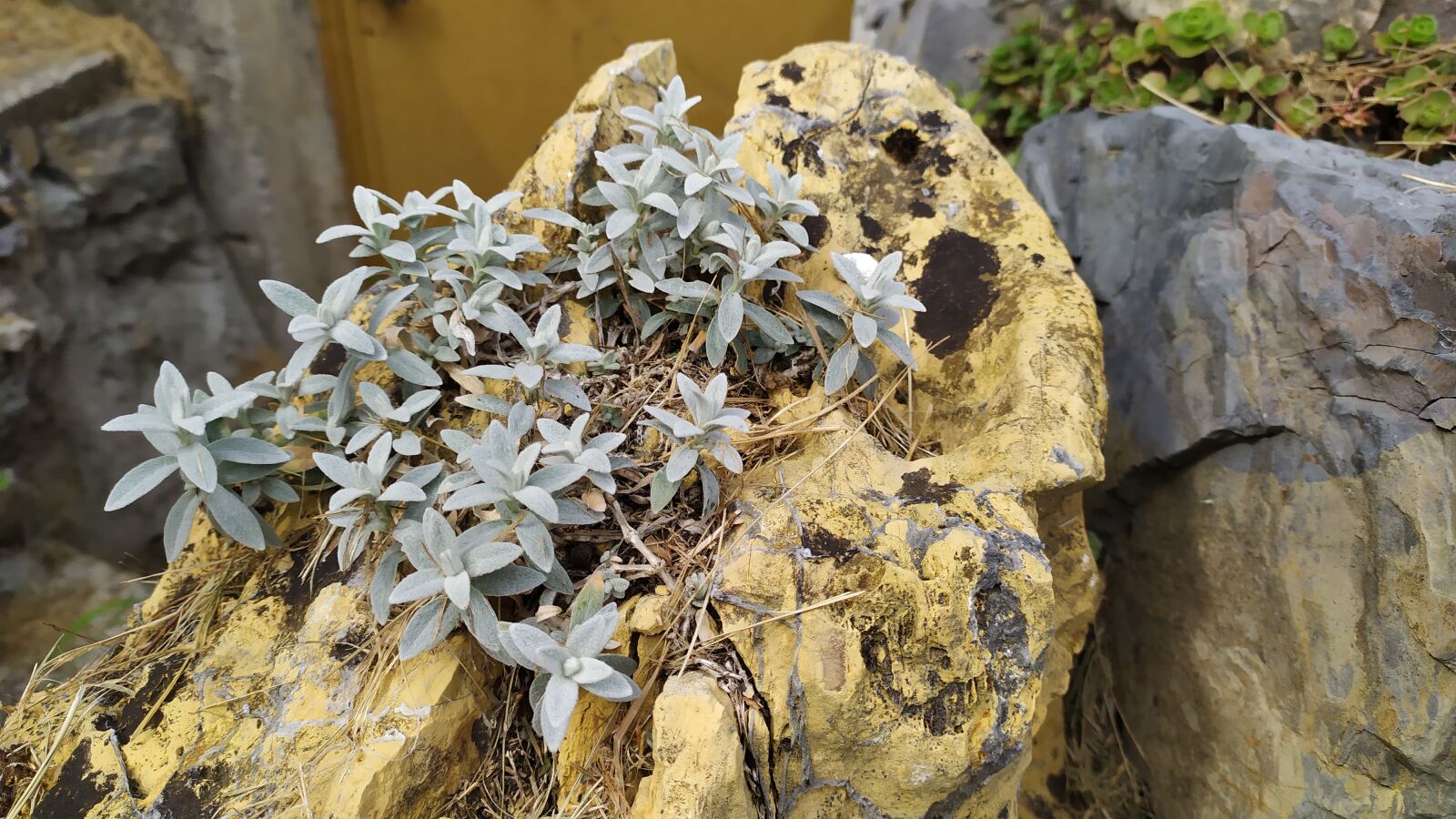 Xiaomi Redmi Note 7 sample photo. Nature, outdoors, stone photography