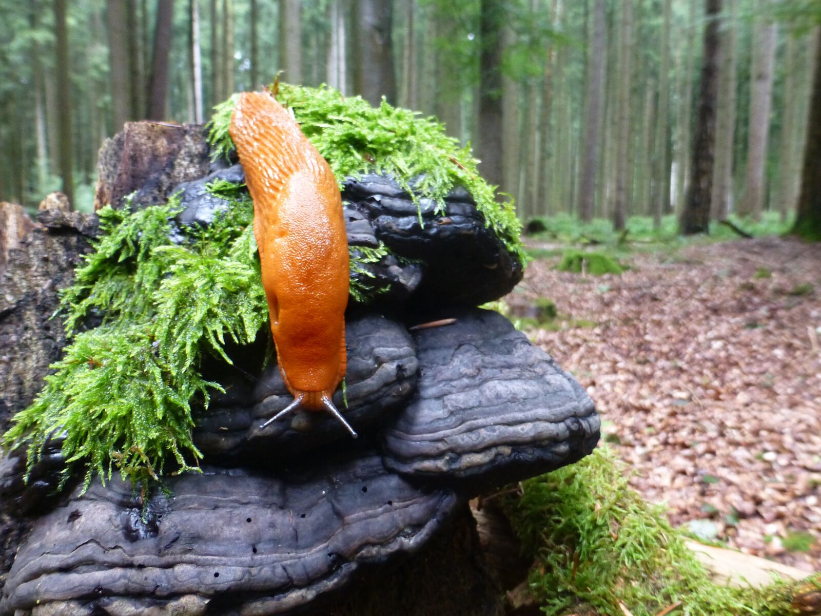 Panasonic DMC-TZ31 sample photo. Mushrooms, tinder, red wegschnecke photography