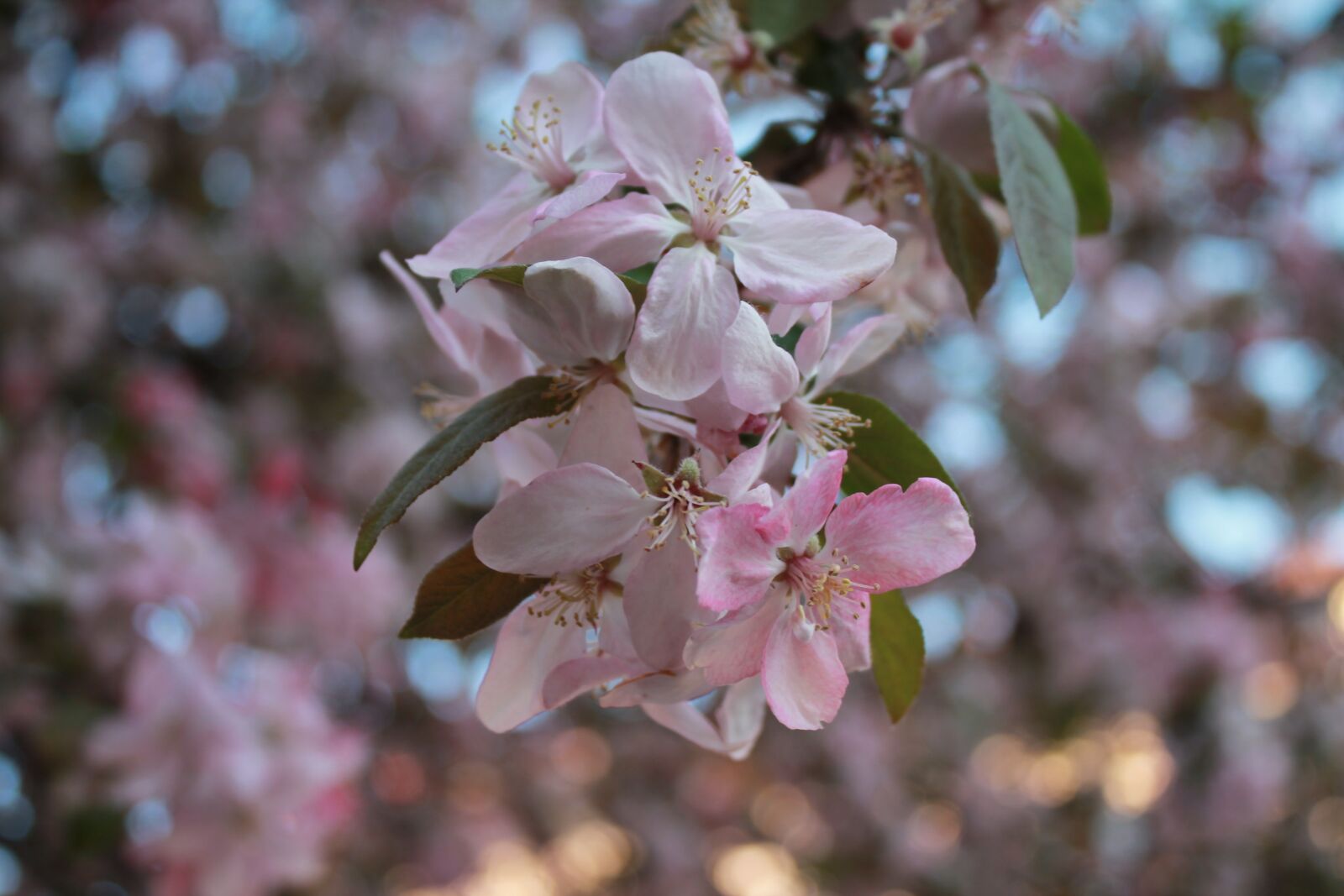 Canon EOS 1100D (EOS Rebel T3 / EOS Kiss X50) sample photo. Flower, apple tree, tree photography