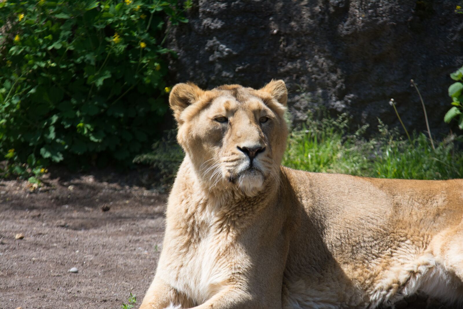 Nikon D7100 sample photo. Lion, zoo, africa photography