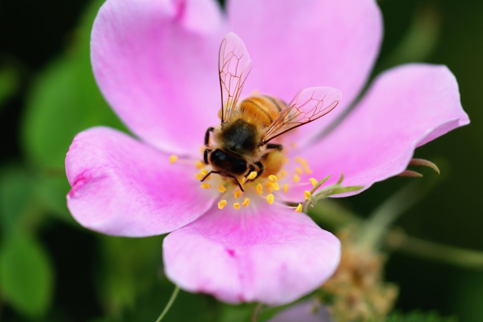 Canon EOS 200D (EOS Rebel SL2 / EOS Kiss X9) sample photo. Bee, flower, spring photography
