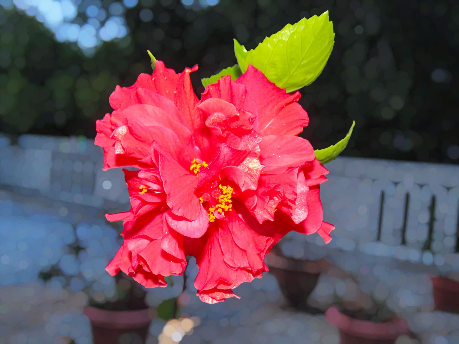 Canon PowerShot SX60 HS sample photo. Red flower, hibiscus, hibiscus photography