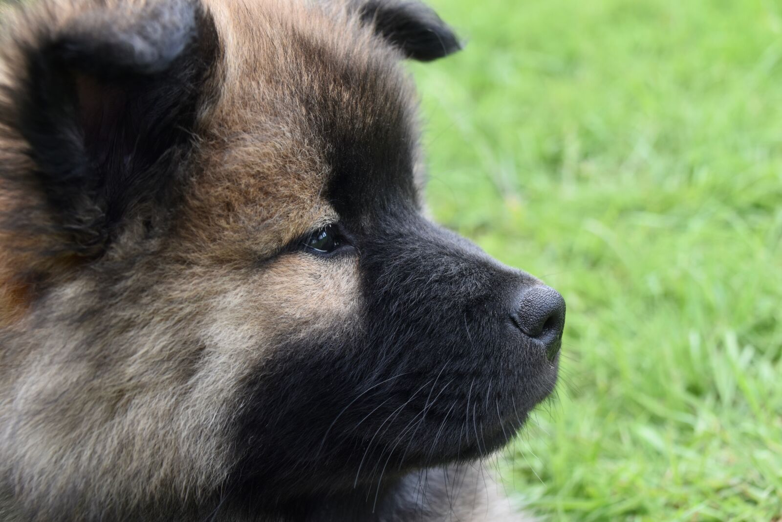 Nikon D5600 sample photo. Dog, puppy, pup photography