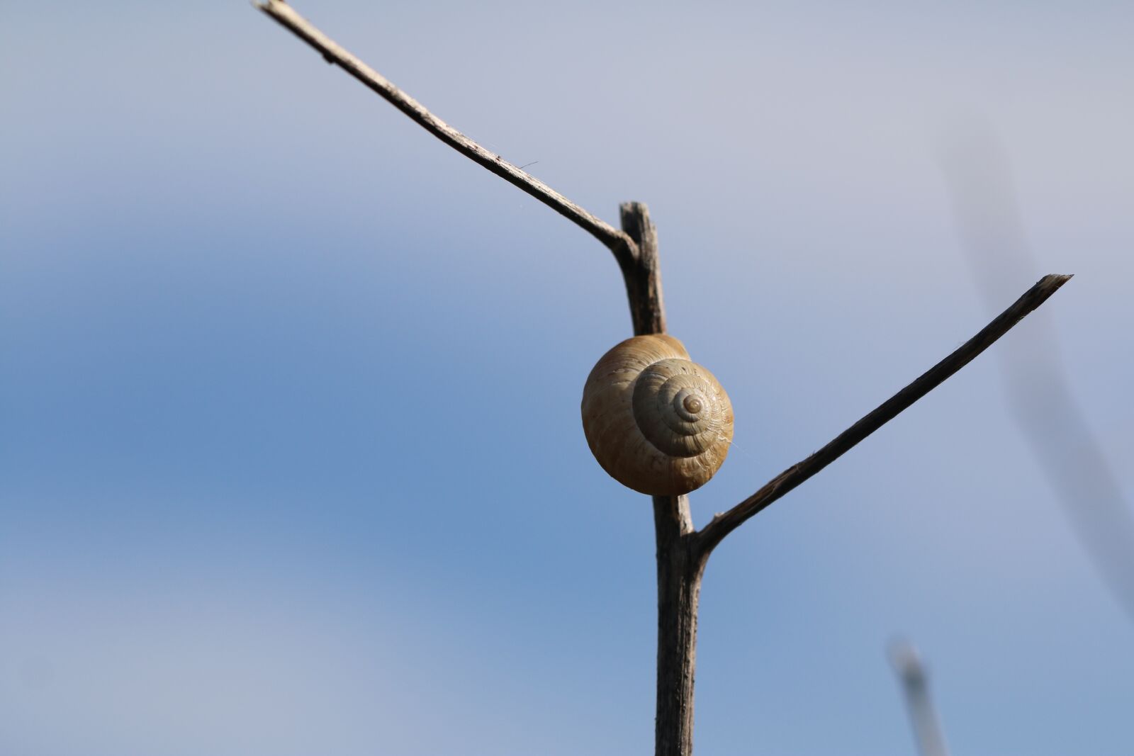 Canon EOS 70D sample photo. Snail, gastropods, nature photography