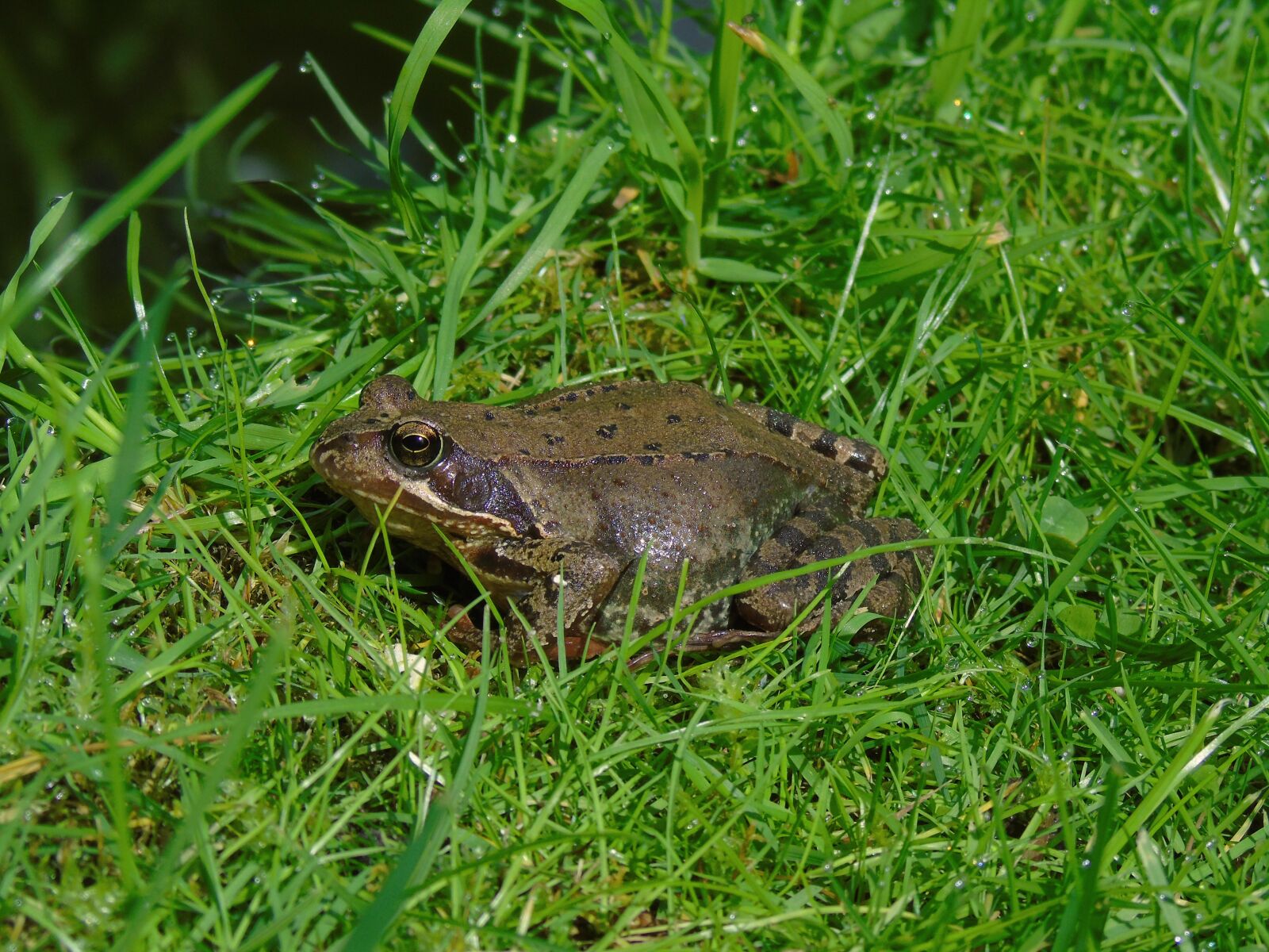 Sony Cyber-shot DSC-H400 sample photo. Frog pond, frog, amphibian photography