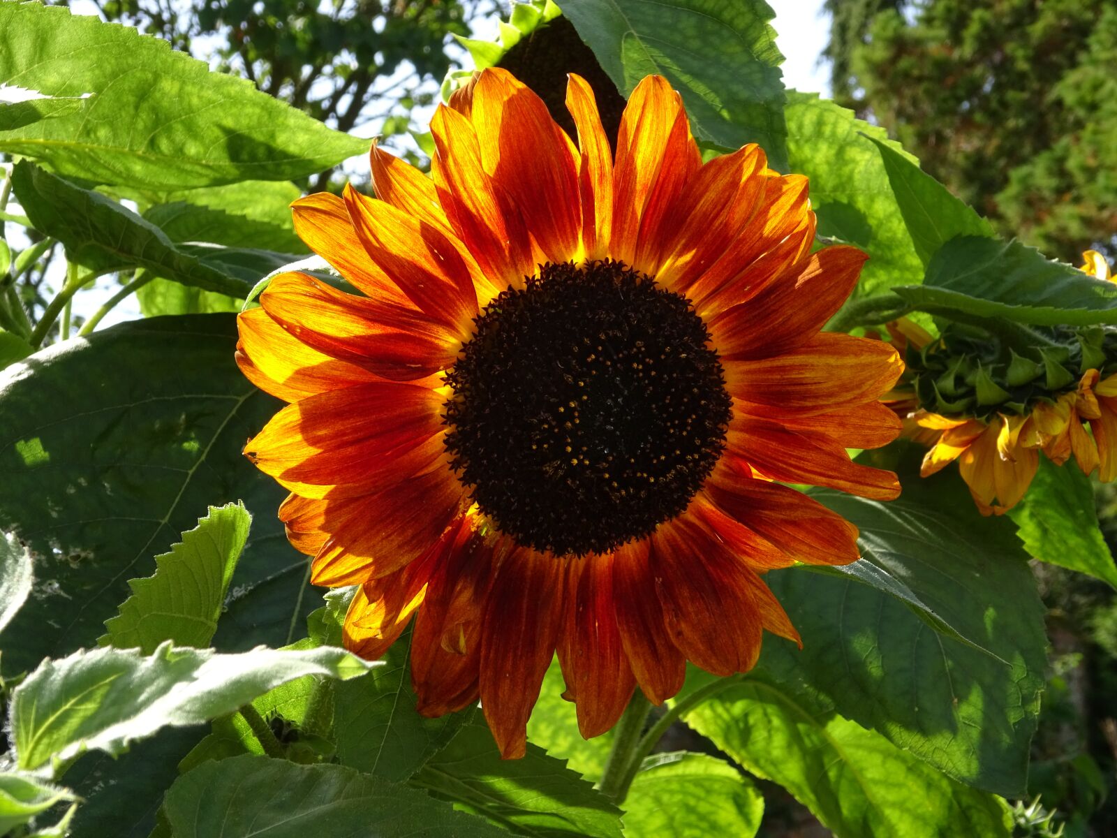 Sony Cyber-shot DSC-WX350 sample photo. Sunflower, backlit, flower photography