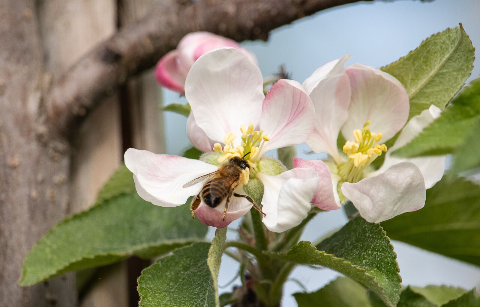 Canon EOS 80D sample photo. Apple blossom, apple tree photography
