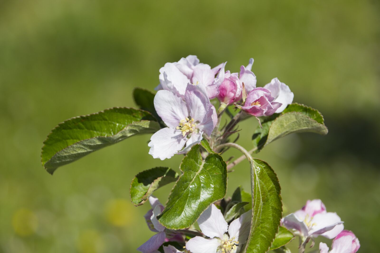 Canon EOS 60D sample photo. Blossom, bloom, apple photography