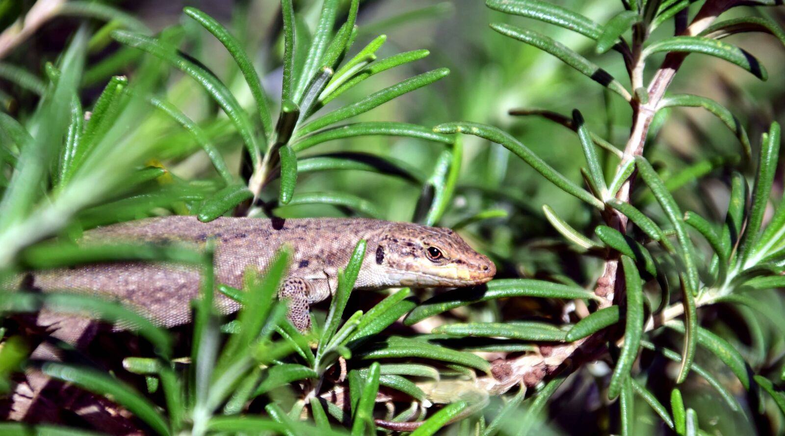 Nikon D3300 sample photo. Leaf, flora, nature, lizard photography
