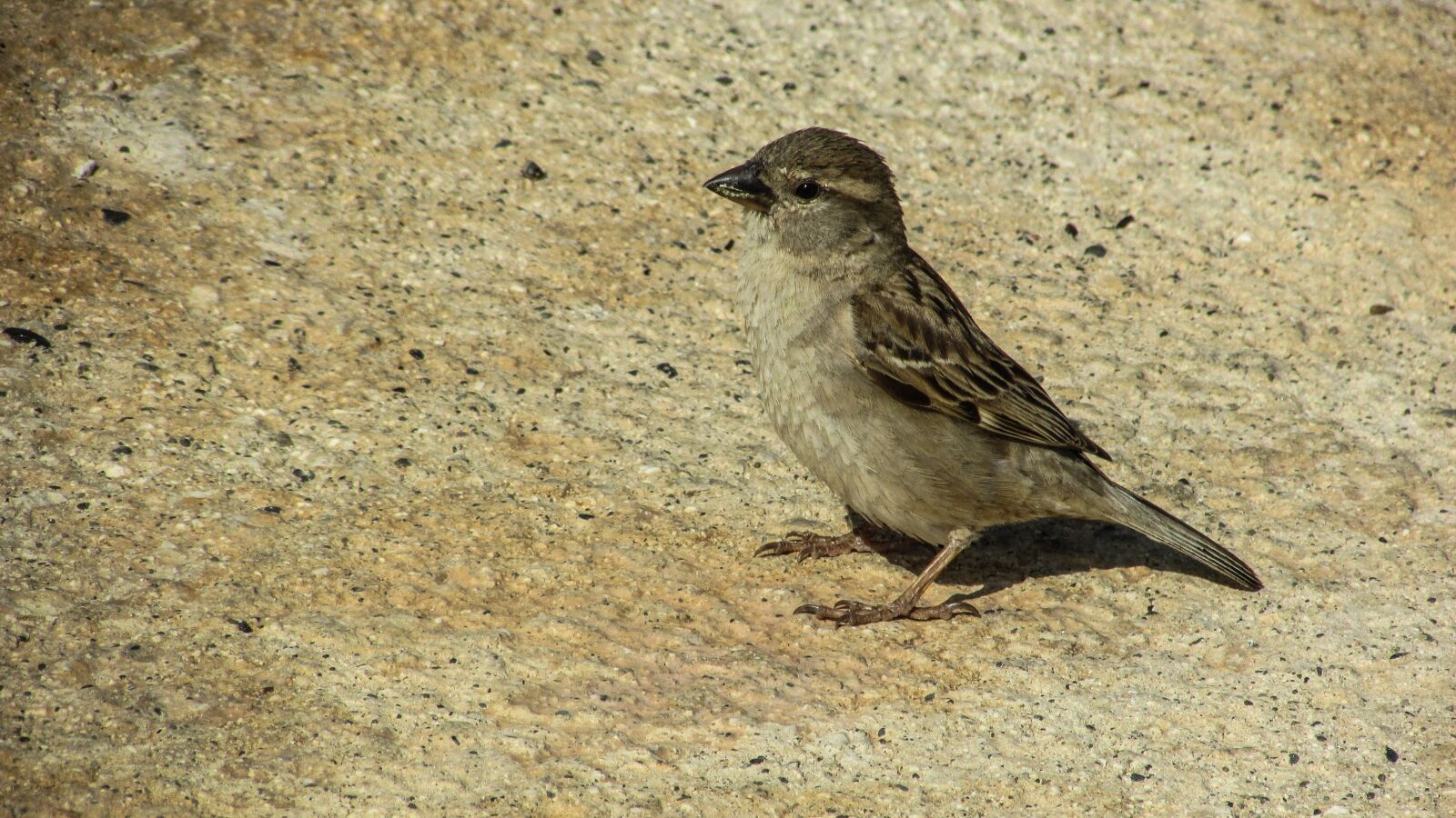 Canon PowerShot SX400 IS sample photo. Sparrow, young, cute photography