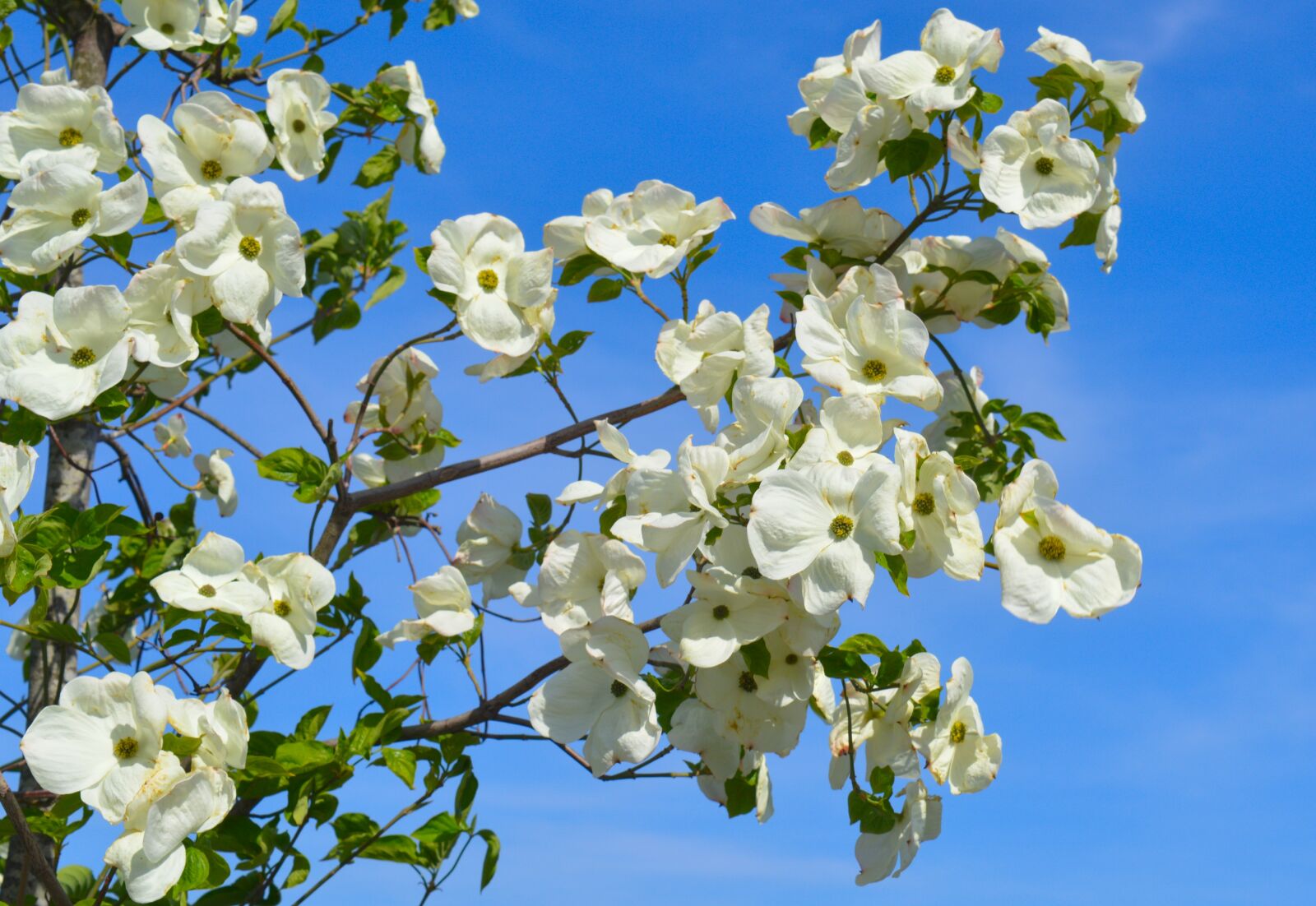 Nikon D3200 sample photo. Blossom, blossom, bloom photography
