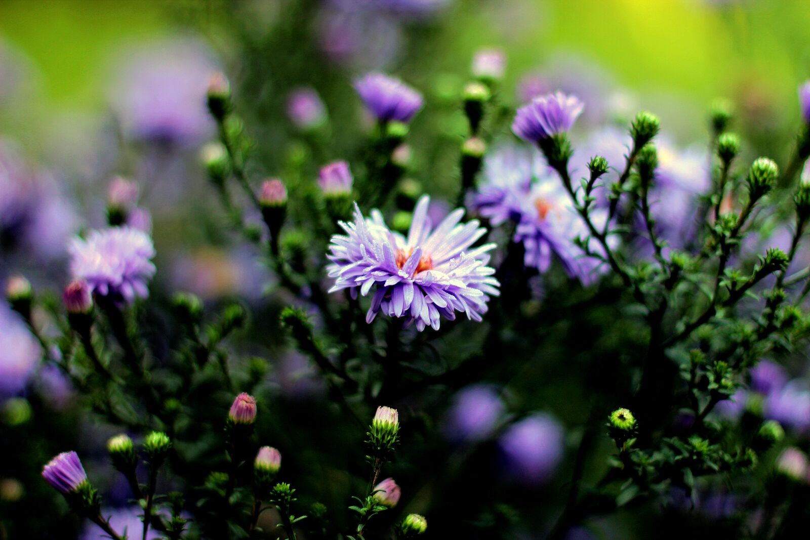Canon EF 50mm F1.4 USM sample photo. Flowers, petals, plant photography