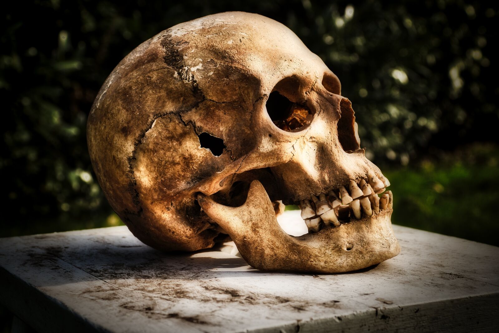 Canon EOS 80D sample photo. Bone, skeleton, skull and photography