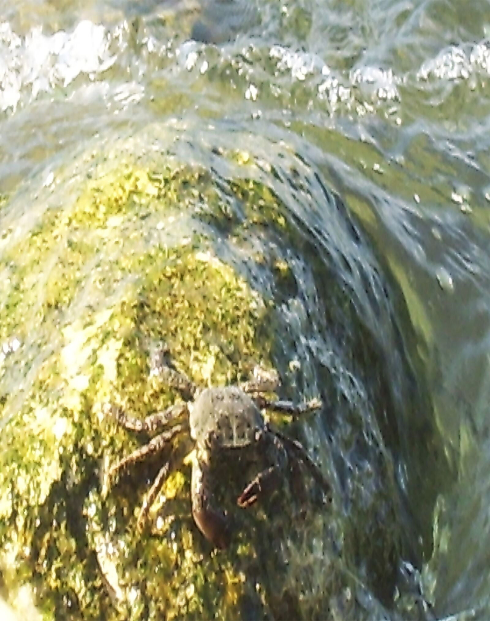 Samsung Digimax A4/Kenox D4 sample photo. Crab, sea, rock photography