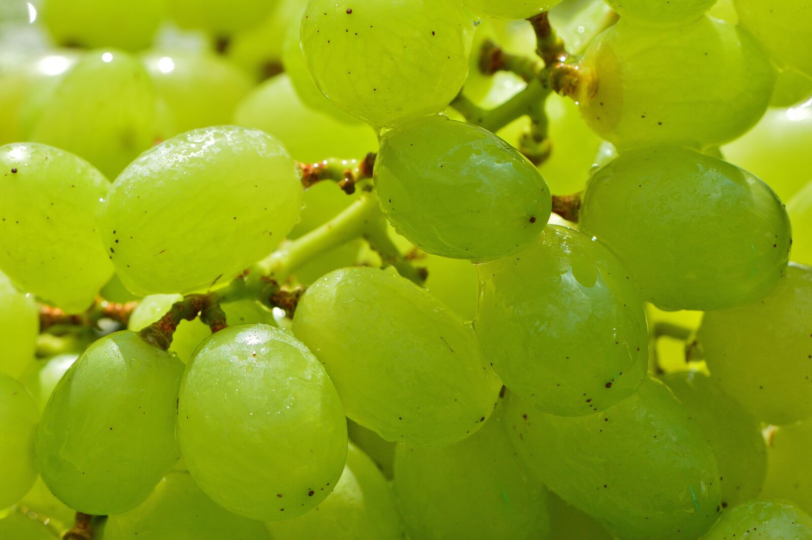 Nikon D3200 sample photo. Grapes, fruits, healthy photography