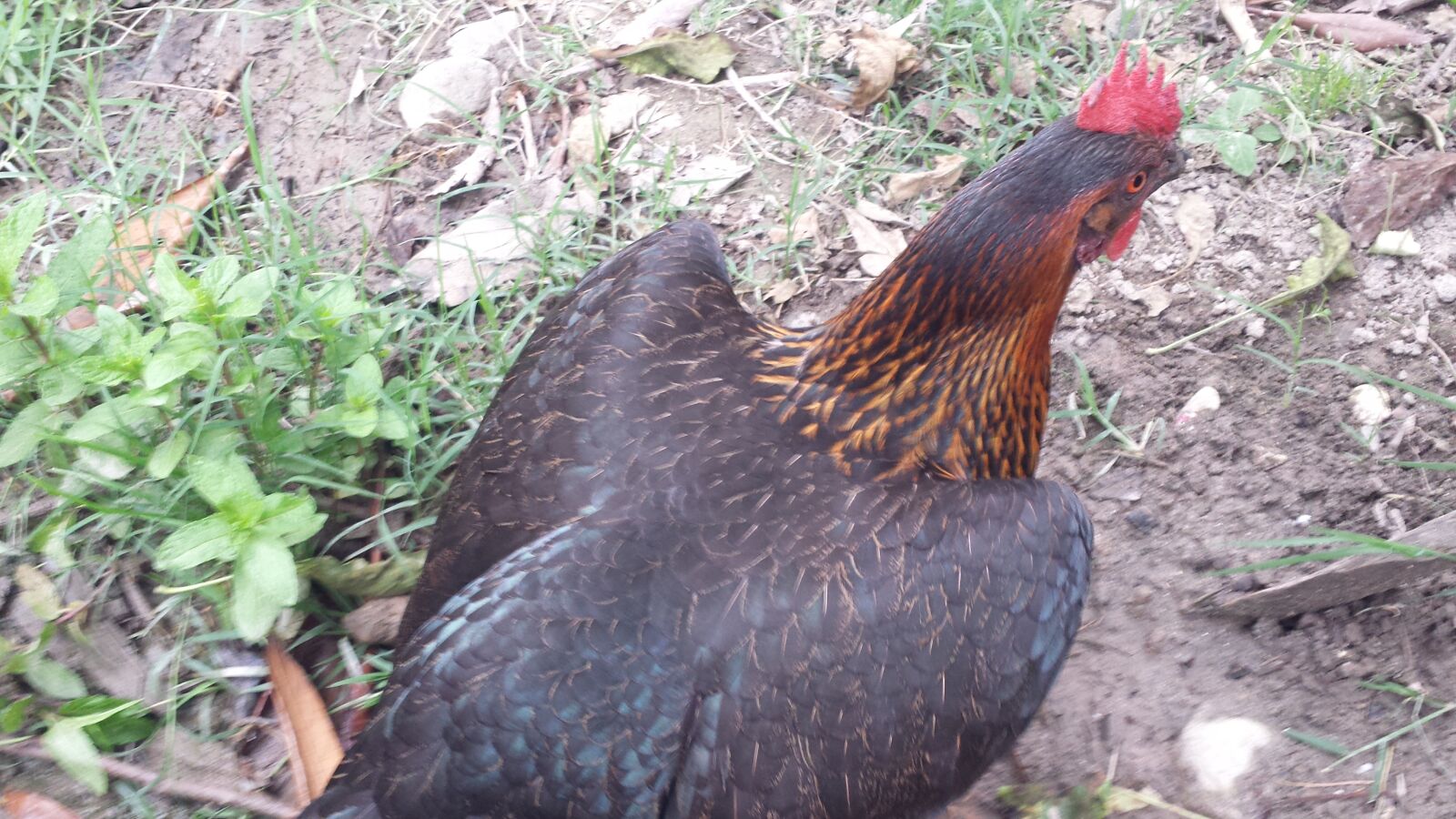 Samsung Galaxy S4 sample photo. Live chicken, hen, livestock photography