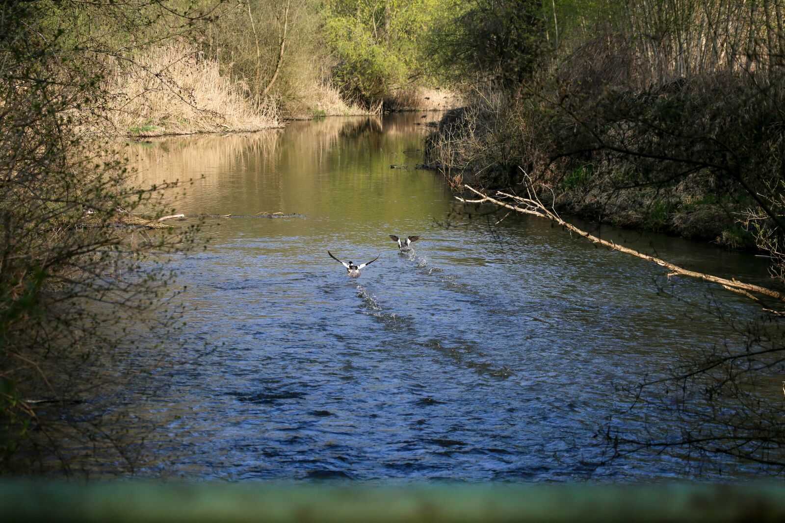 Canon EF 100-400mm F4.5-5.6L IS USM sample photo. Water, landscape, forest photography