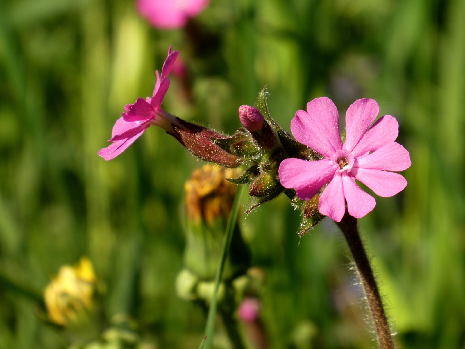 Panasonic DC-TZ91 sample photo. Spring, flower, pink photography