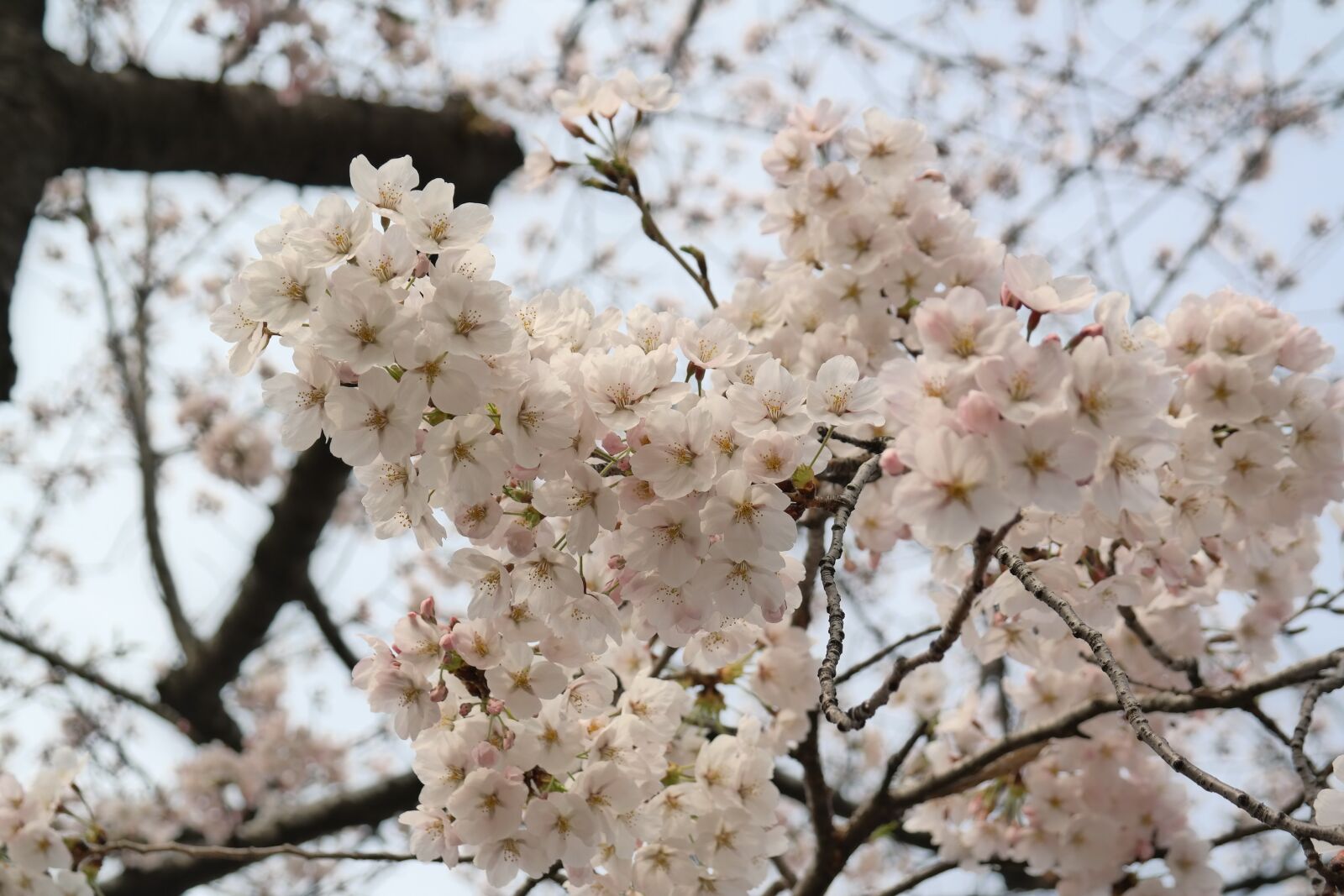 Samsung NX300M sample photo. Flower, spring, tree photography