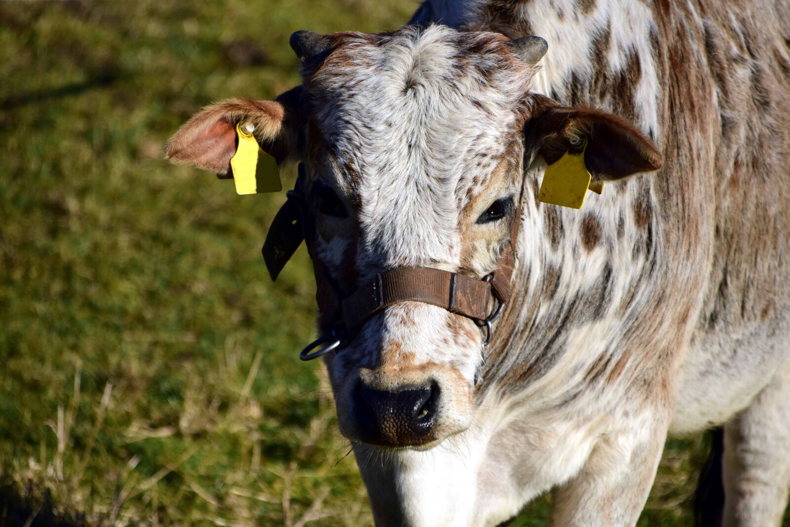 Nikon D3300 sample photo. Animal, cattle, agriculture, nature photography