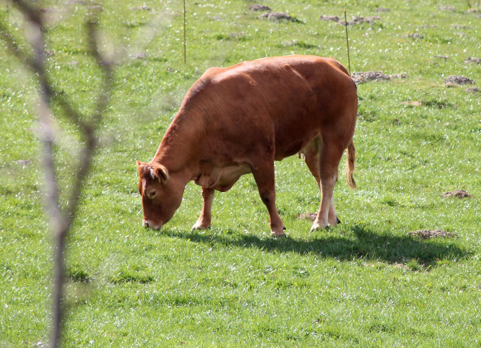 Canon EOS 1100D (EOS Rebel T3 / EOS Kiss X50) sample photo. Cow, expensive, livestock photography