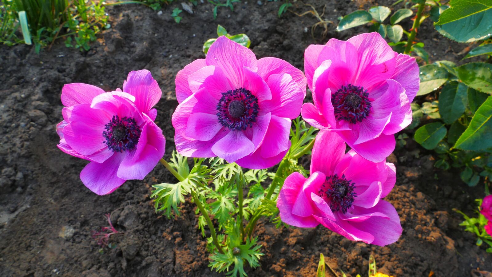 Panasonic Lumix DMC-FZ1000 sample photo. Anemones, garden, plant photography