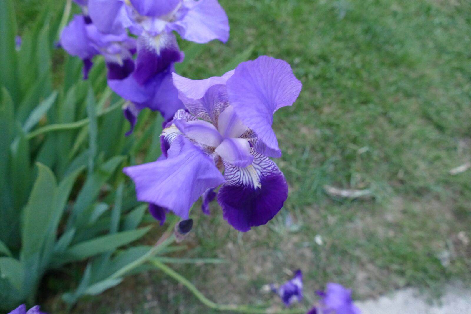 Panasonic Lumix DMC-FZ1000 sample photo. Iris, flower, bloom photography