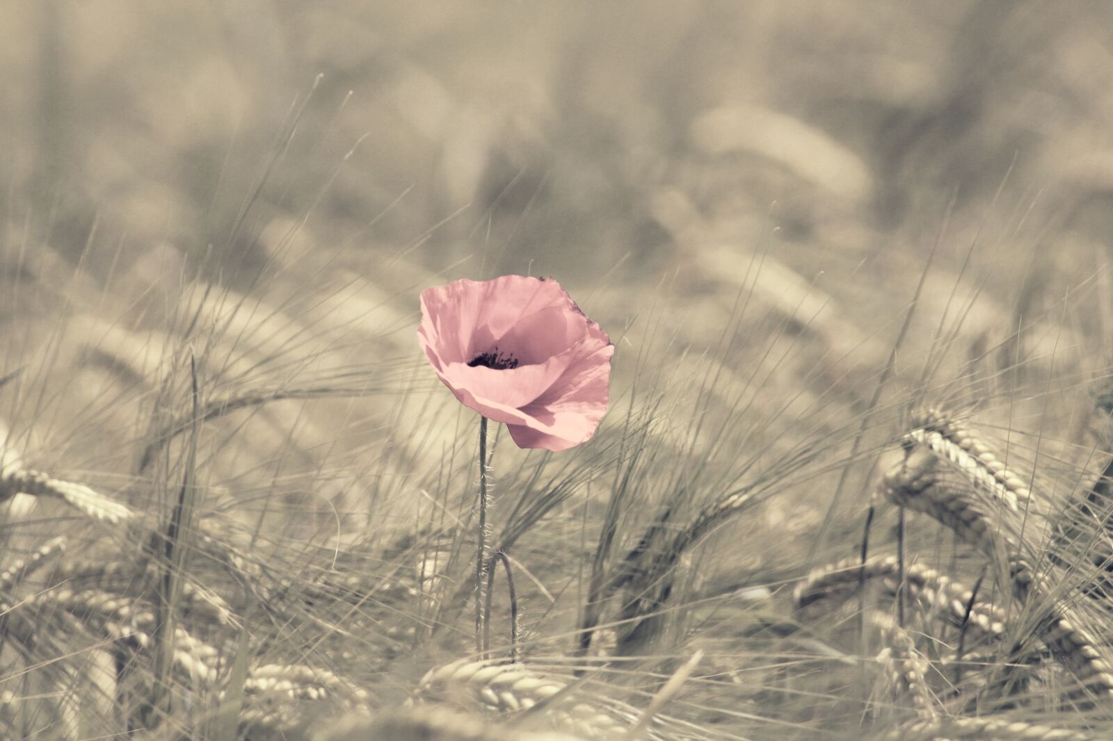 Canon EOS 2000D (EOS Rebel T7 / EOS Kiss X90 / EOS 1500D) sample photo. Poppy, pink, barley photography