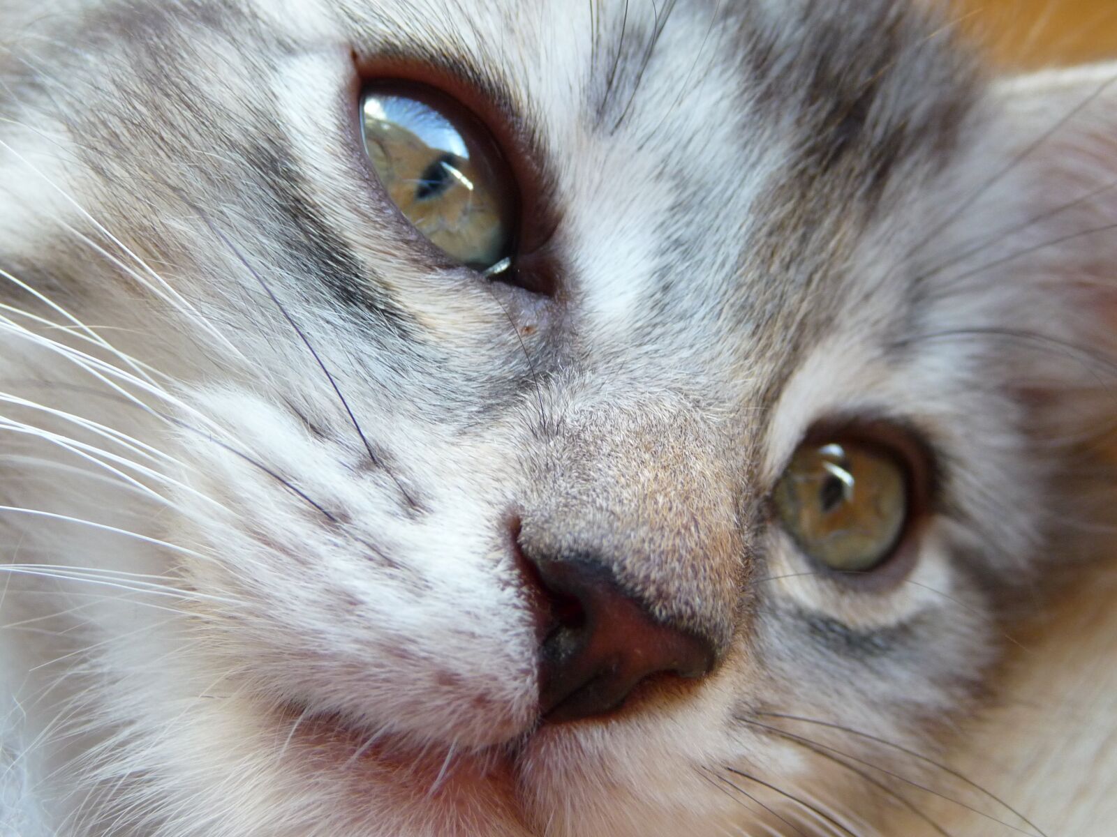 Panasonic Lumix DMC-TZ5 sample photo. Kitten, maine coon, grey photography