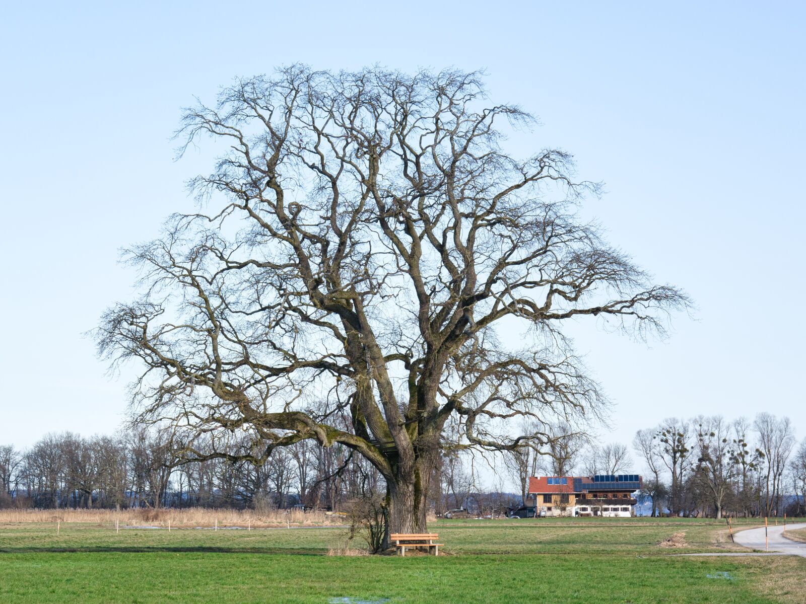 Nikon D7100 sample photo. Tree, individually, autumn photography