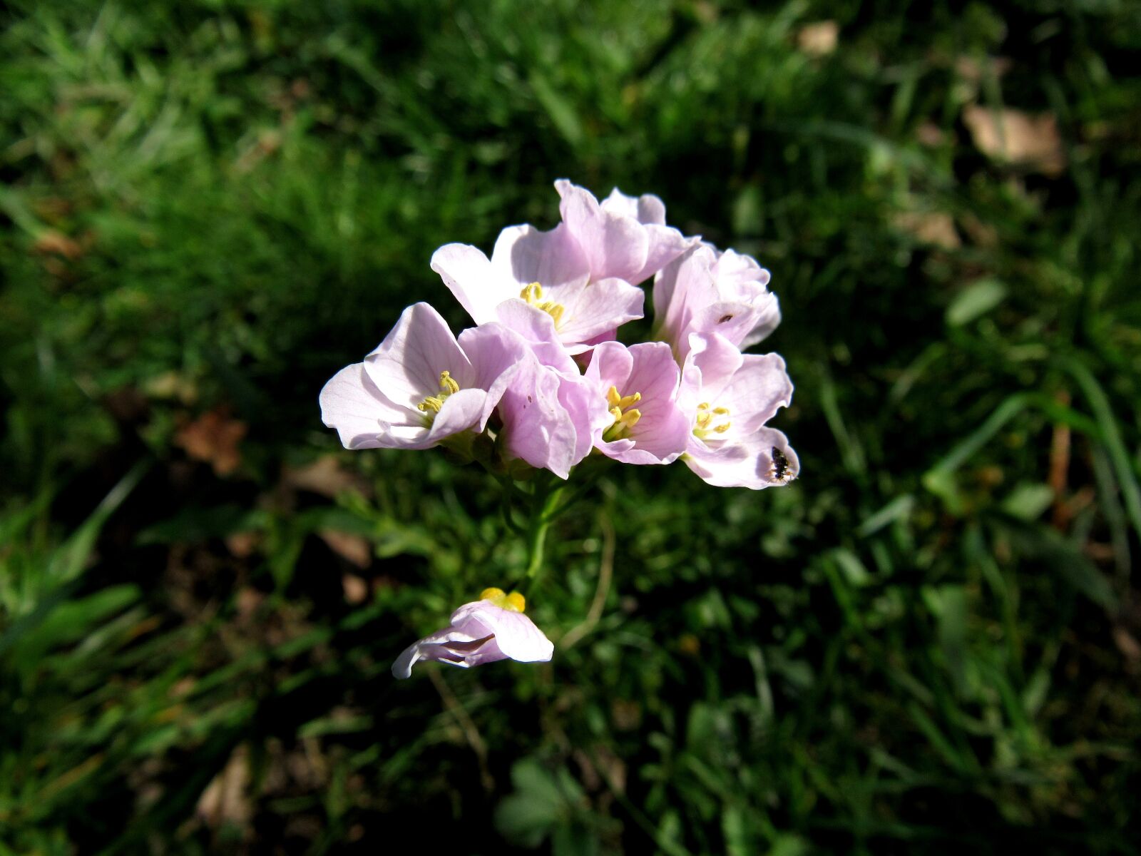 Canon PowerShot SX530 HS sample photo. Smock, salad flower, wild photography