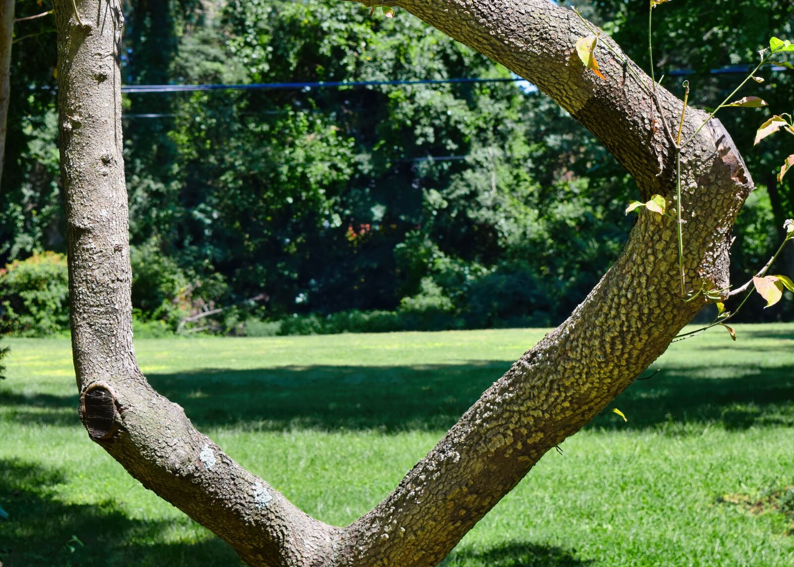 Nikon D3300 sample photo. Tree, trunk, wood photography